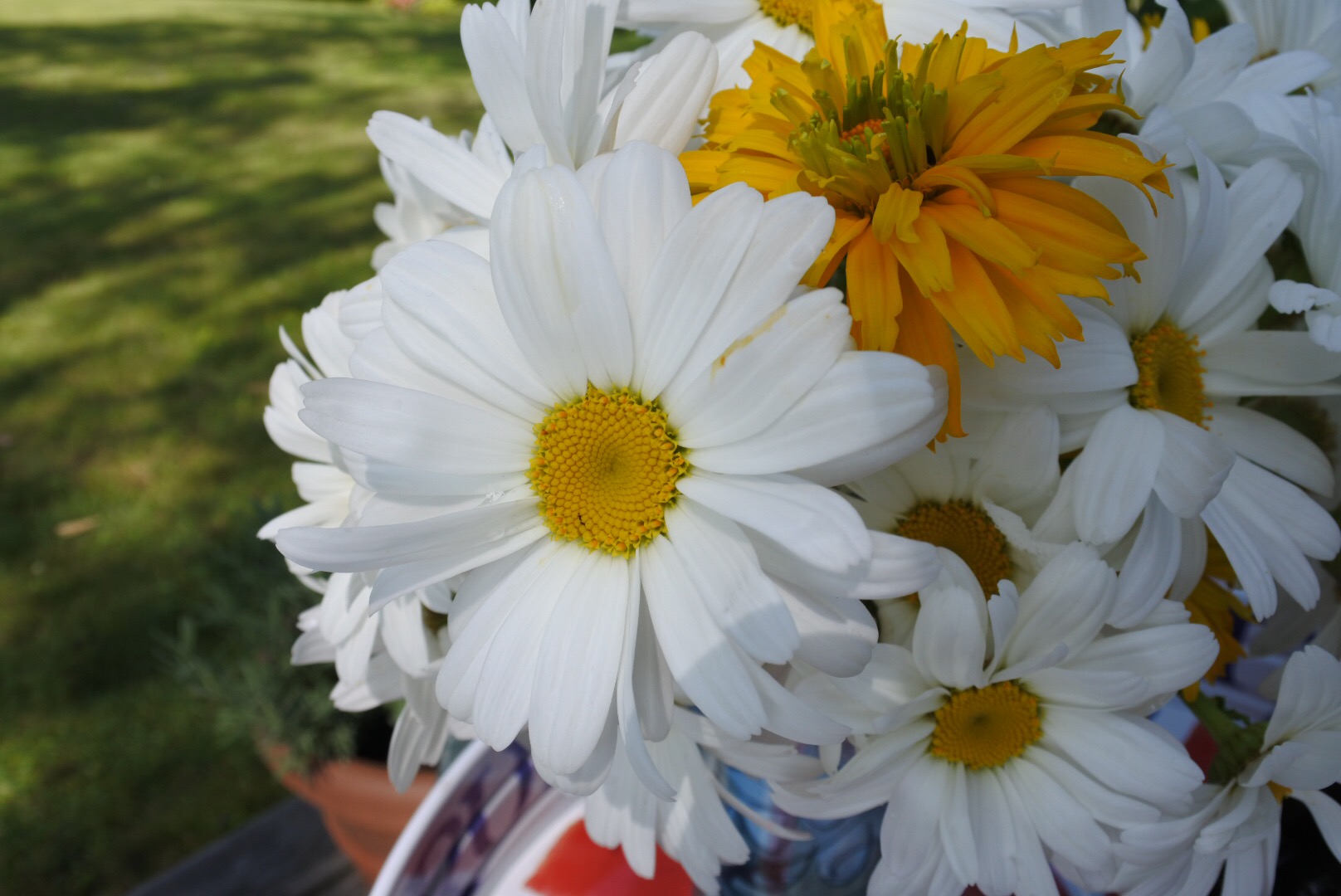 Daisies and Heliopsis